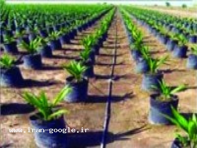 سمپاشی در شیراز-فروش بذر و کود ، فروش لوازم آبیاری ، فروش لوازم باغبانی ، فروش لوازم سمپاشی ، شرکت کشاورزی آریا 